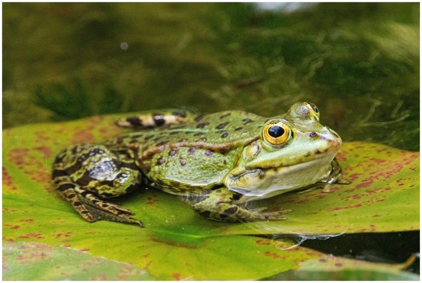Close-up of a green frog sitting on a water lily l