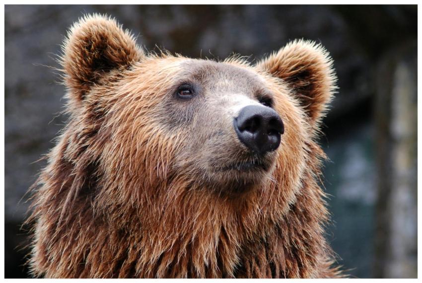 Detailed close-up of a brown bear's face, showcasi