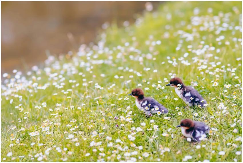 A group of fluffy ducklings exploring a blooming m