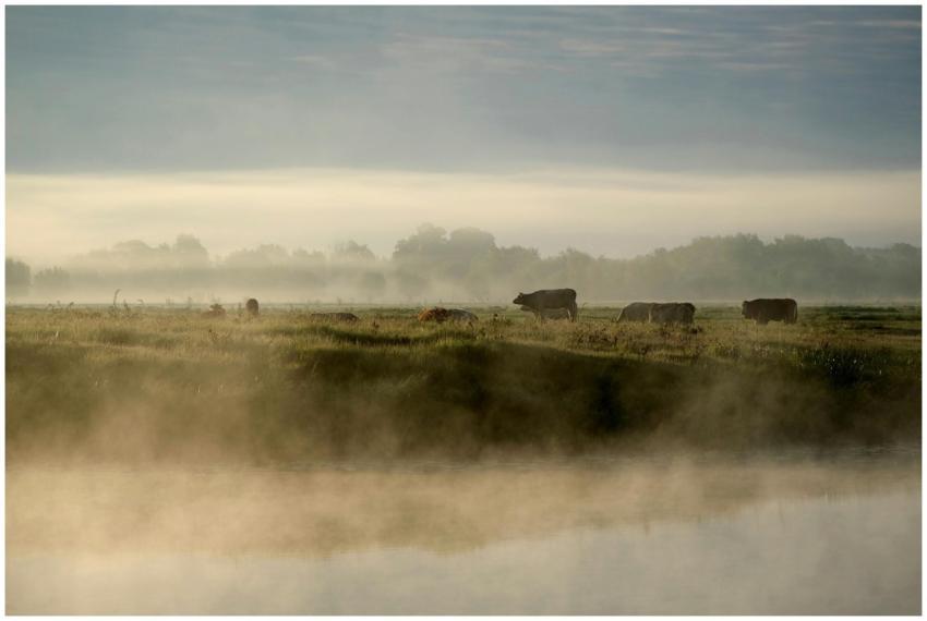 Serene landscape of cows grazing in a misty field