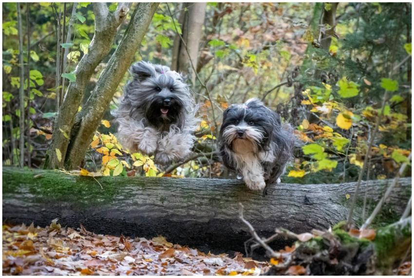 Two Happy Dogs Jumping