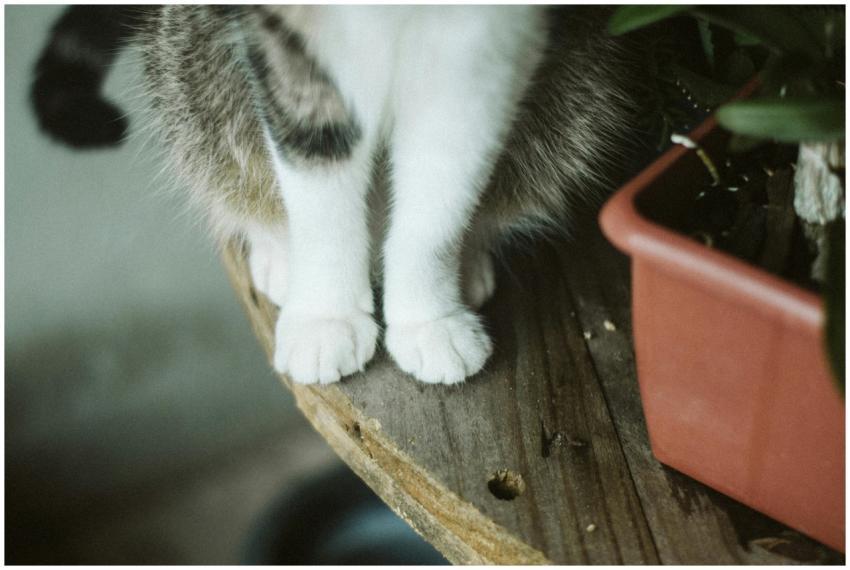 Adorable tabby cat paws resting on a wooden surfac