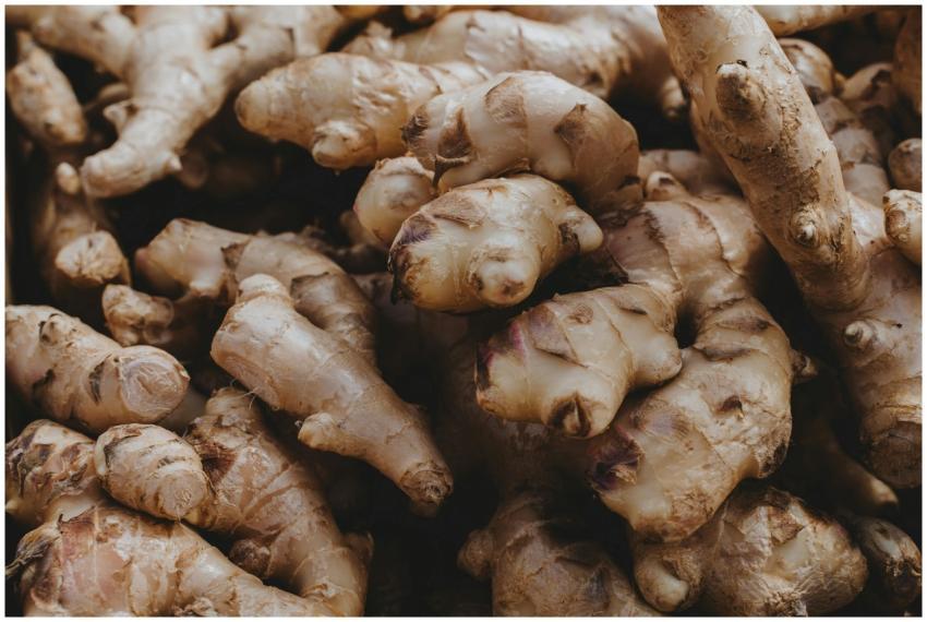Detailed close-up of fresh ginger roots showcasing