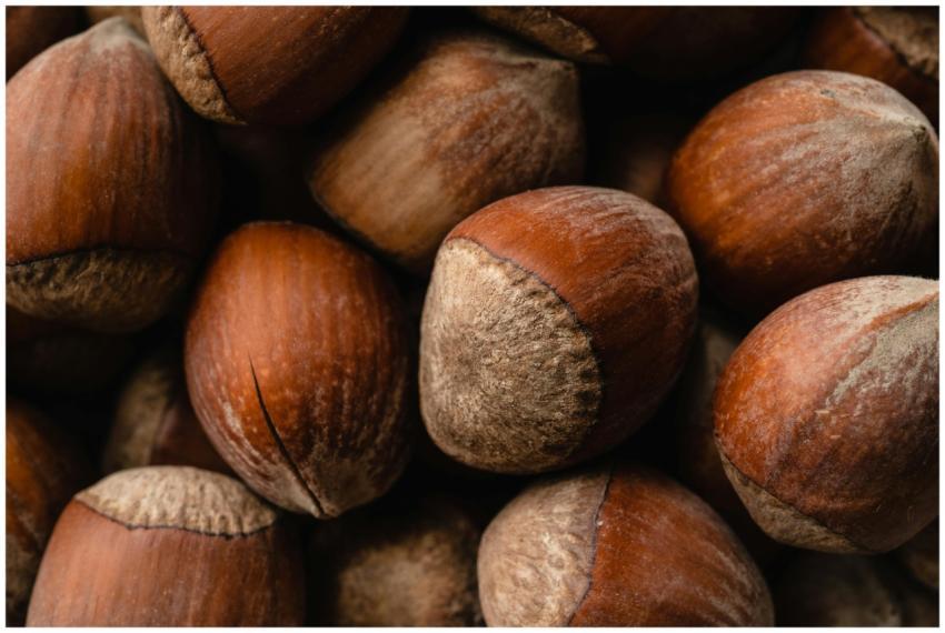 Detailed close-up of brown hazelnuts showcasing te