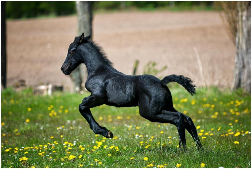 A lively Friesian foal galloping across a bright,
