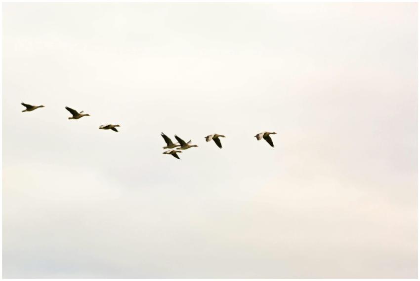 A group of birds flying in formation across a clea