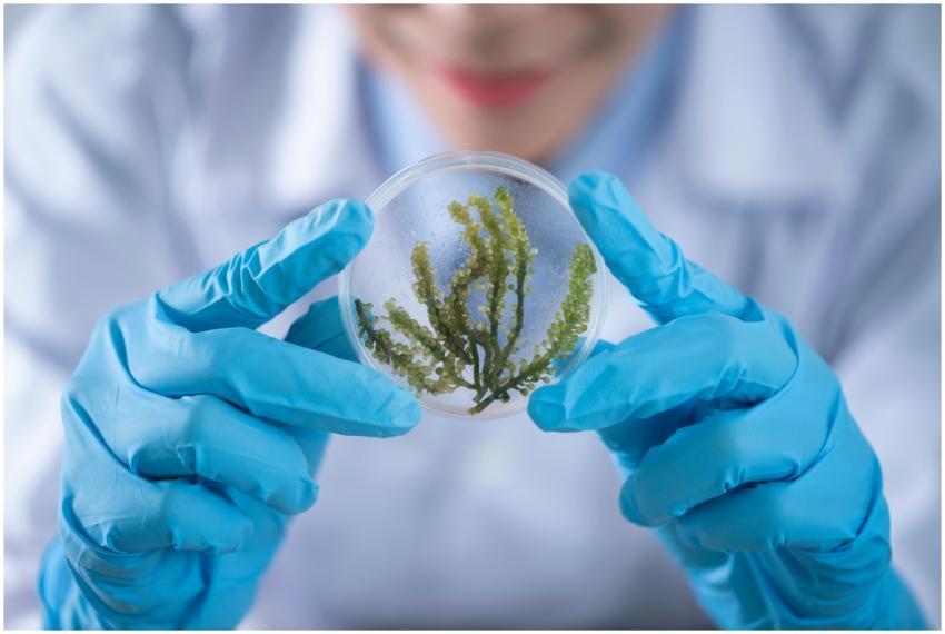 Close-up of a scientist examining algae in a petri