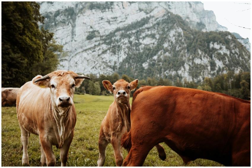 Cattle grazing in a picturesque alpine meadow with