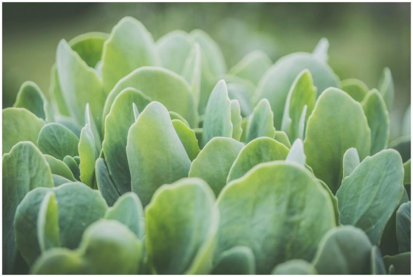 Vibrant green plant leaves in close-up showcasing