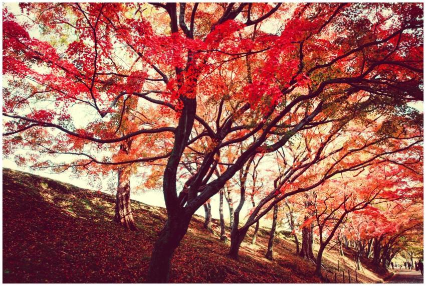 Beautiful autumn park with vibrant red and orange