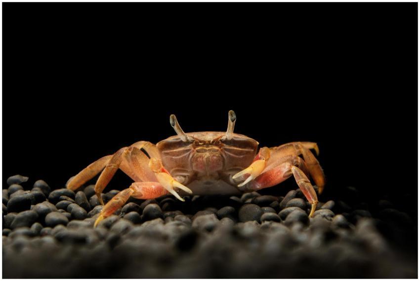 Detailed close-up of a crab on dark pebbles with a