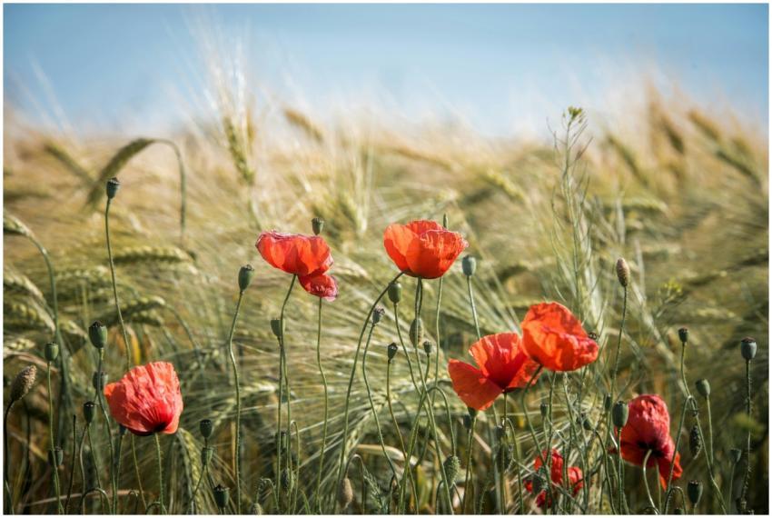 Beautiful red poppies blooming in a lush wheat fie