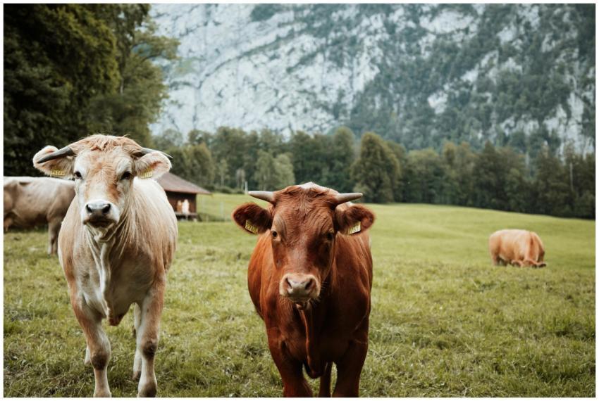 Cattle grazing in a scenic Swiss pasture with moun