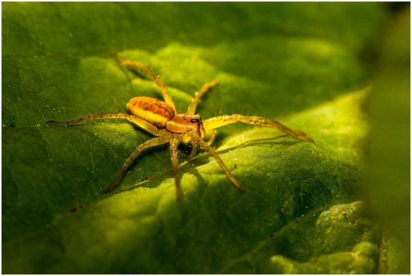 Detailed macro image of a yellow spider resting on