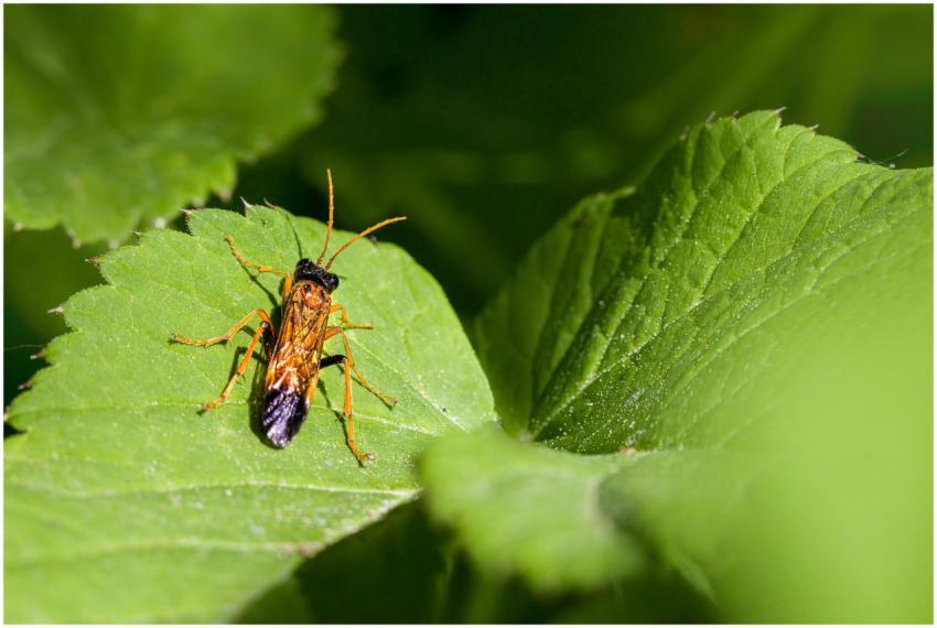 Close-up of a colorful insect resting on a green l