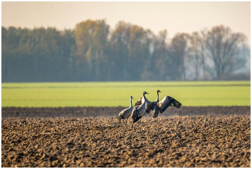 Cranes Field During Fall