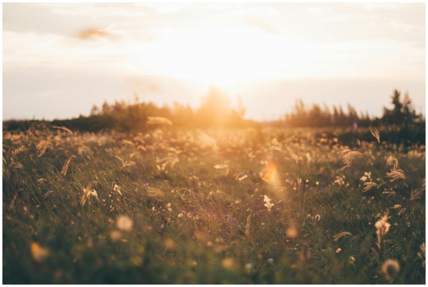 Beautiful sunset over a grassy field in Brazil, ca