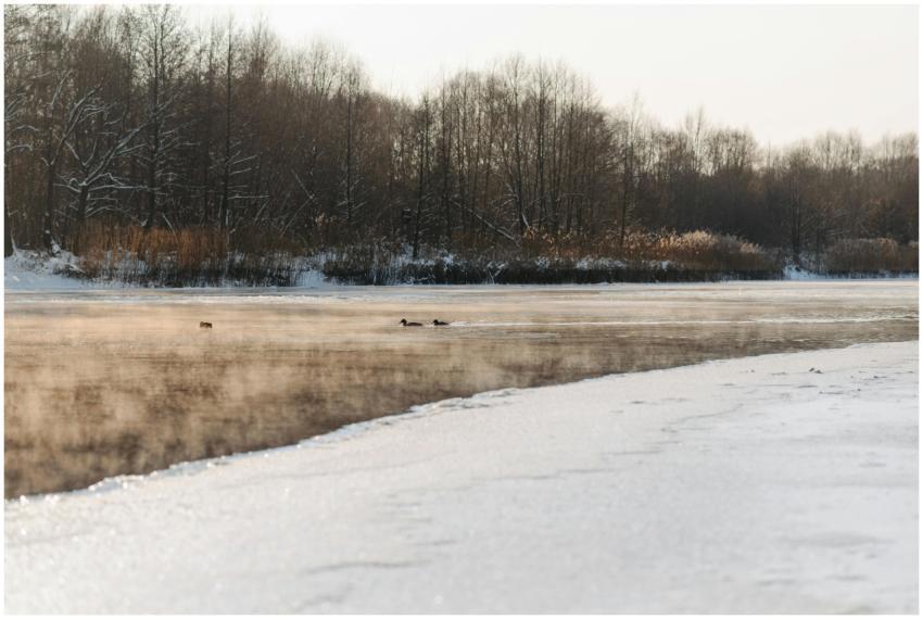 Peaceful winter scene with swans and ducks on a sn