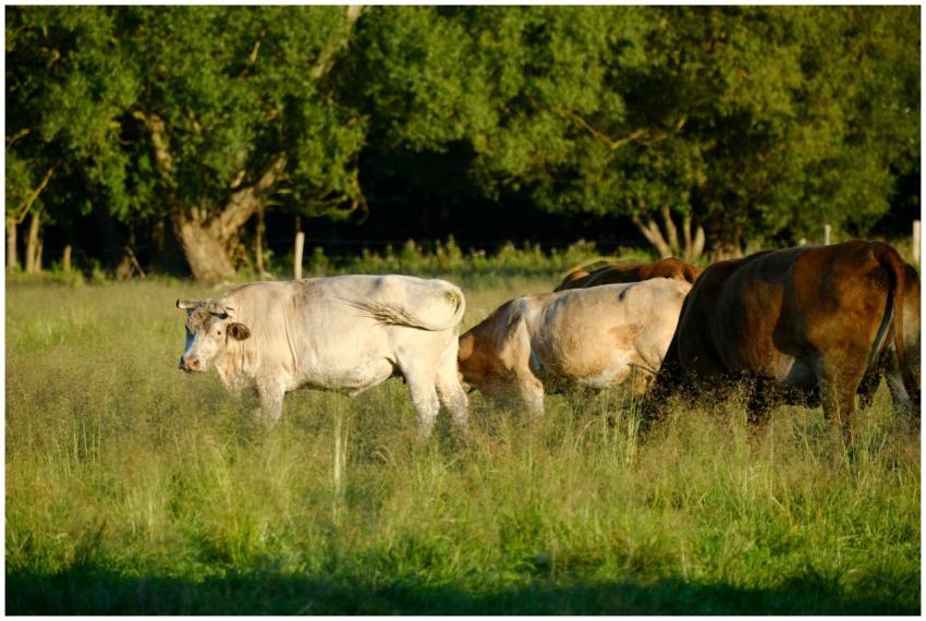 A group of cows grazing in a lush green pasture on