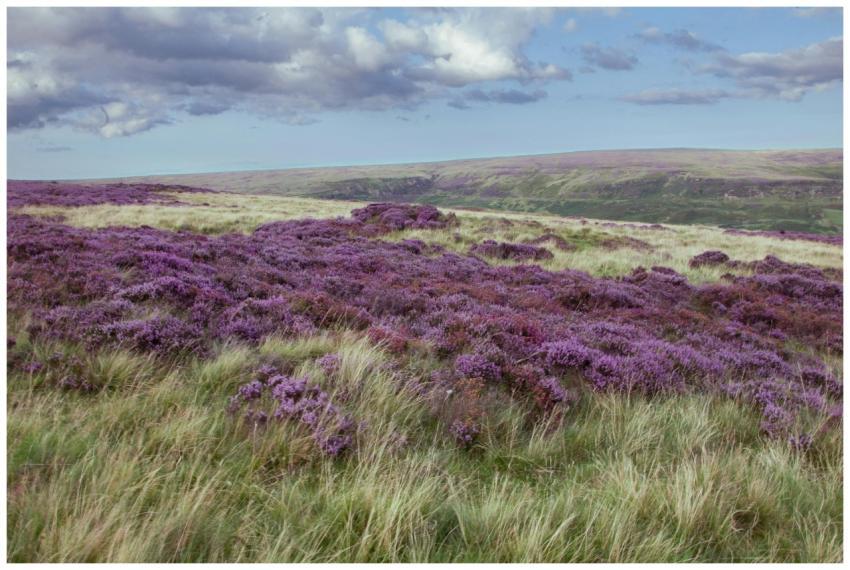 Vibrant Heather Fields English