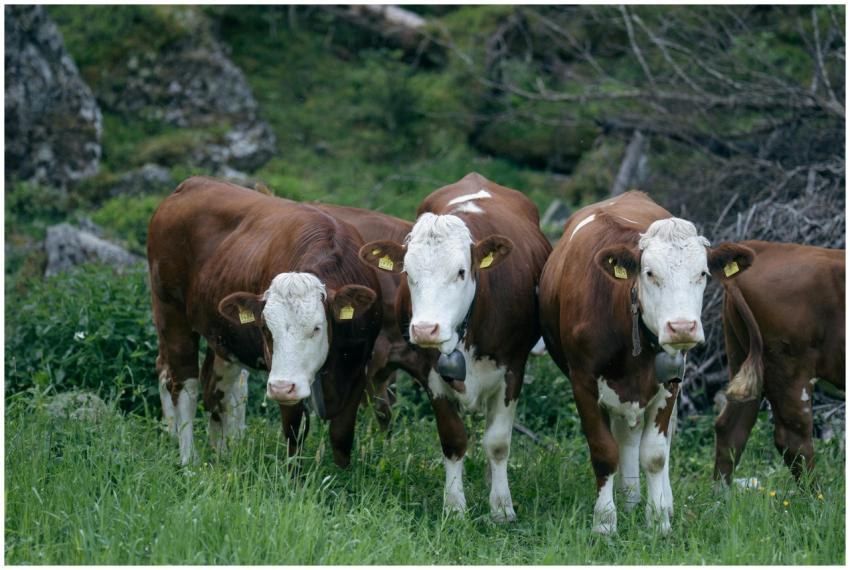 Brown and white cows grazing in lush green pasture