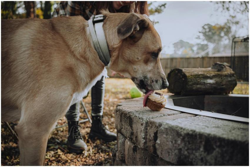 A large dog tasting a cupcake outdoors, capturing