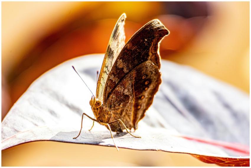 Close Up Brown Butterfly