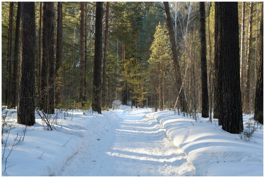 Sunlit snowy path winding through a serene, winter
