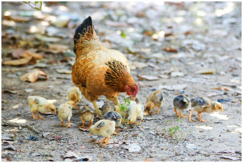 Mother hen and her chicks feeding on a farm ground