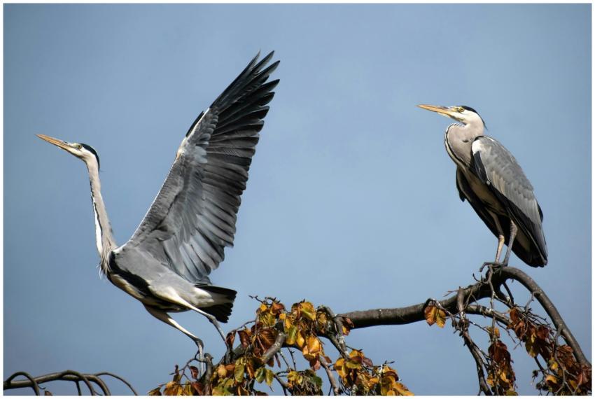 Two gray herons on a branch, one taking flight, sh
