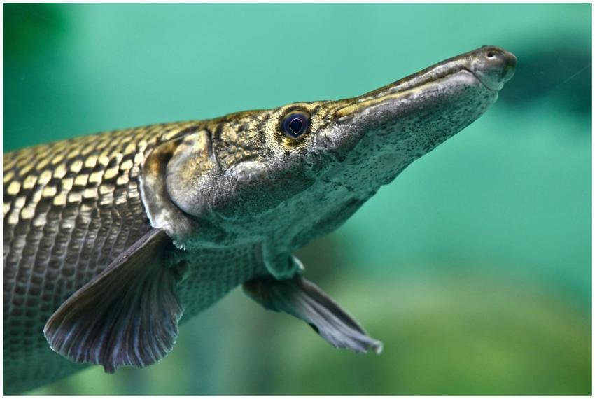 Captivating close-up photo of an alligator gar fis