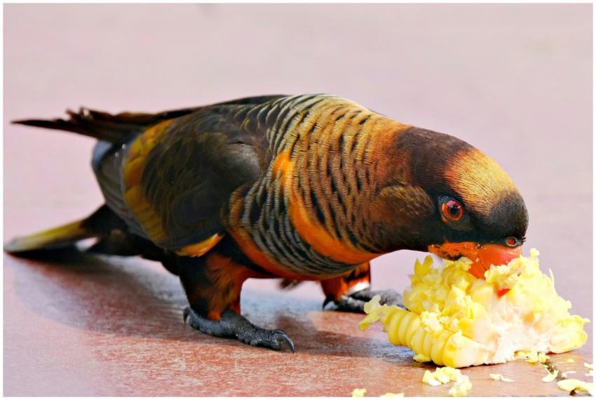 Colorful Parrot Eating Corn