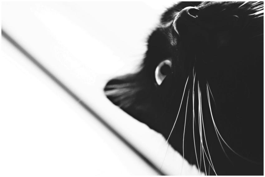 Artistic black and white close-up of a cat's face