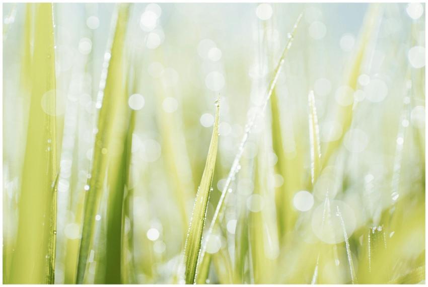 Vibrant macro shot of fresh grass with dewdrops, s