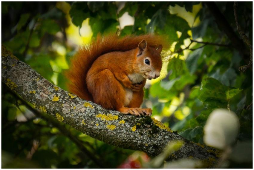 Adorable red squirrel on a tree branch surrounded