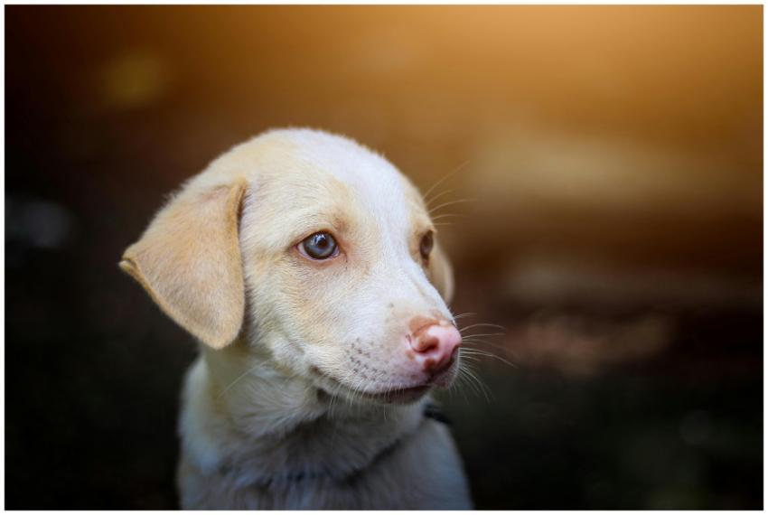 Close-up profile of a young Labrador puppy with so