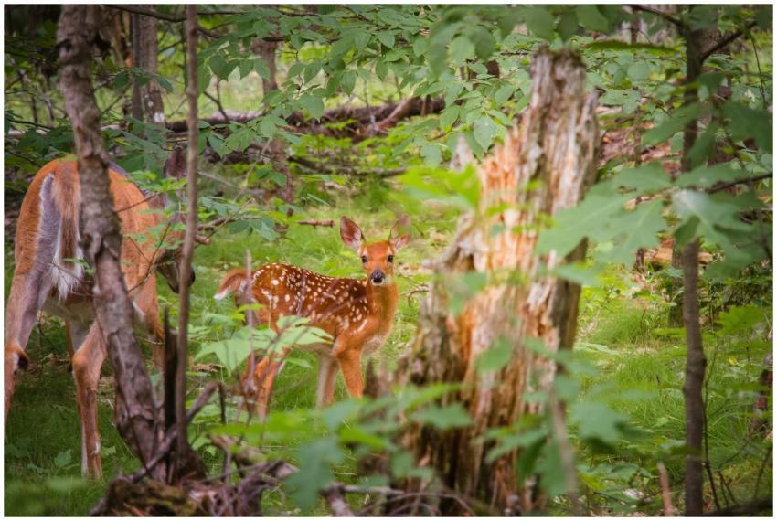 A young fawn standing in a lush forest, captured d