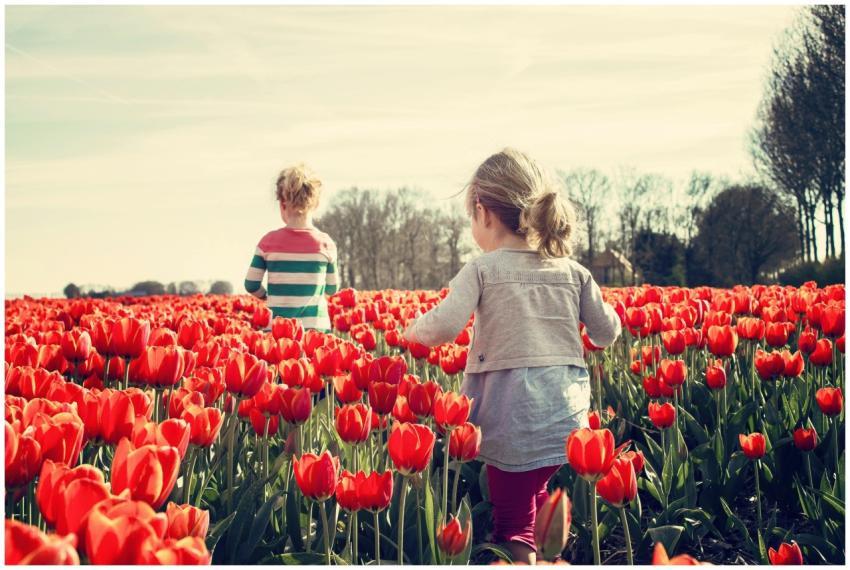 Two children walking through a vibrant field of re