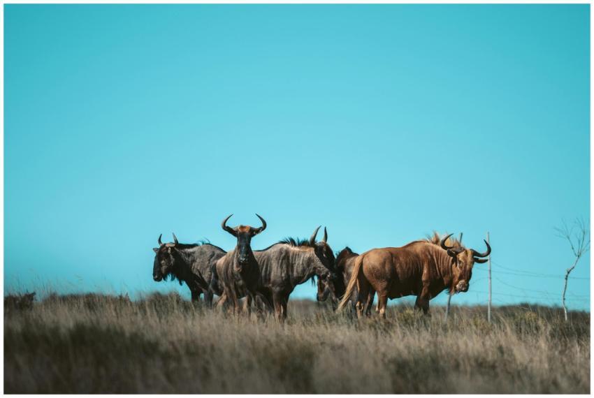 A herd of wildebeests grazes on the savanna under