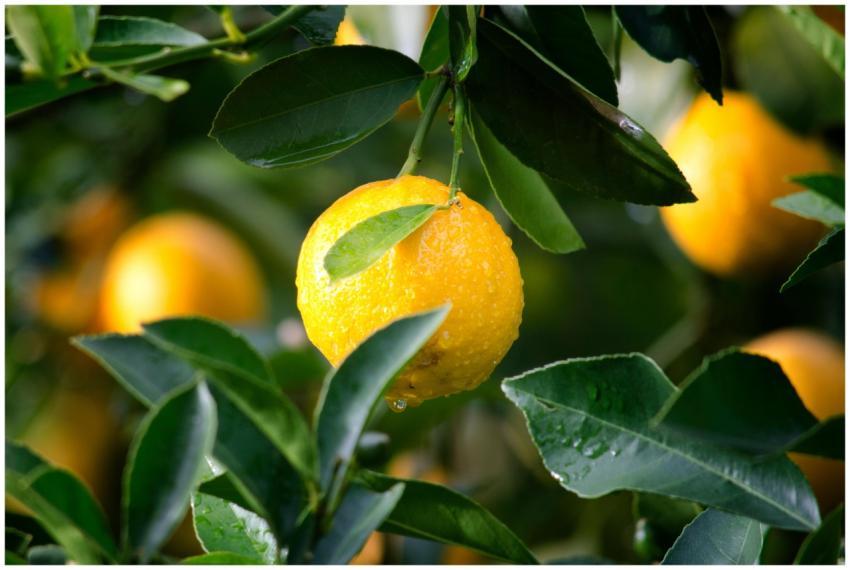 Close-up of a ripe lemon with dewdrops surrounded