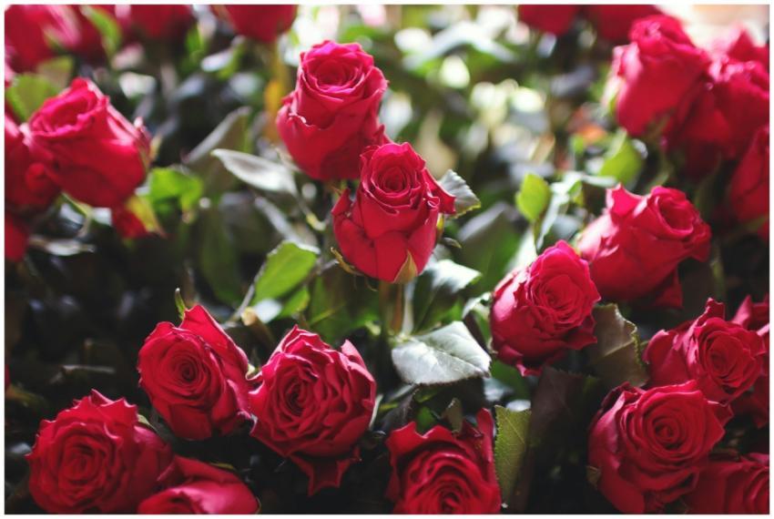 A close-up view of vibrant red roses, perfect for