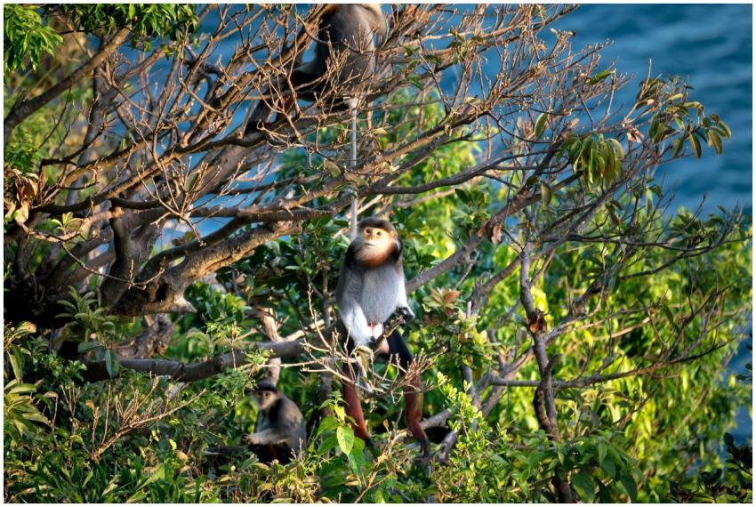 Red-shanked douc monkeys perched on tree branches