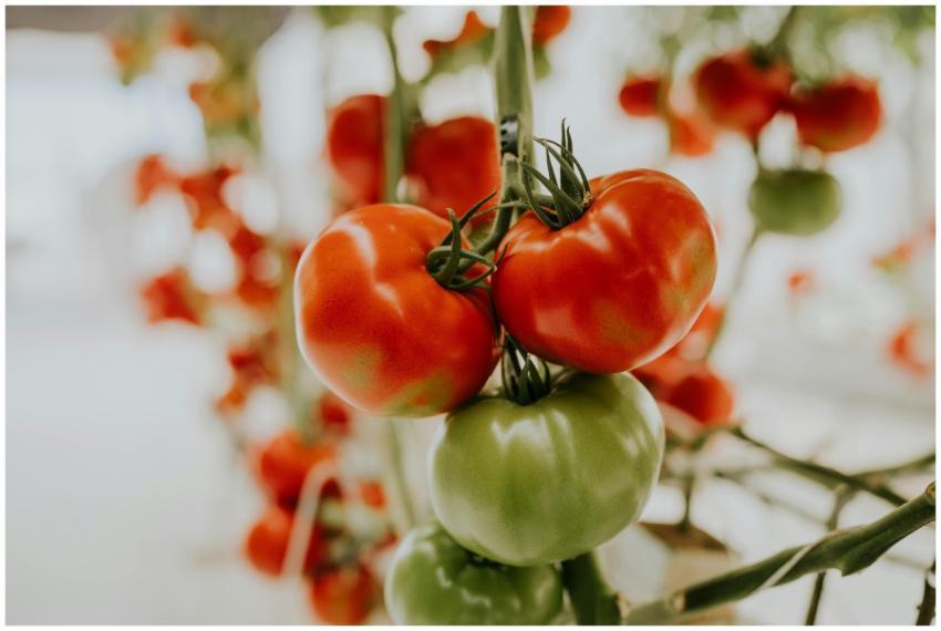 Vibrant close-up of red and green tomatoes on the