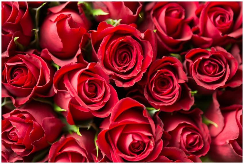 A stunning close-up of red roses, perfect for roma