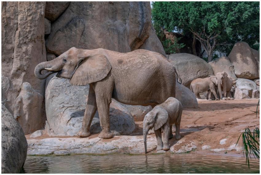 African elephants standing by a rocky pond in a na