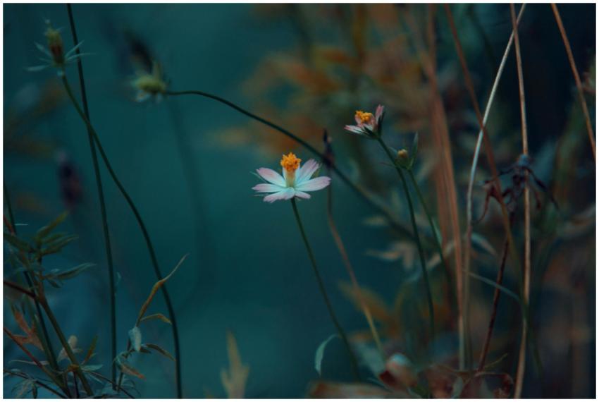 A serene image of a single wildflower with yellow