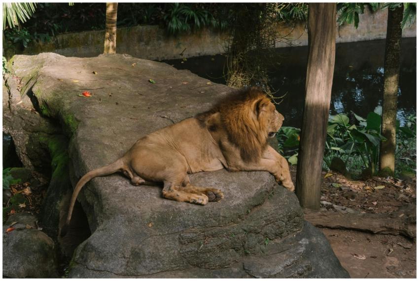 A majestic lion lying on a rock in a peaceful zoo