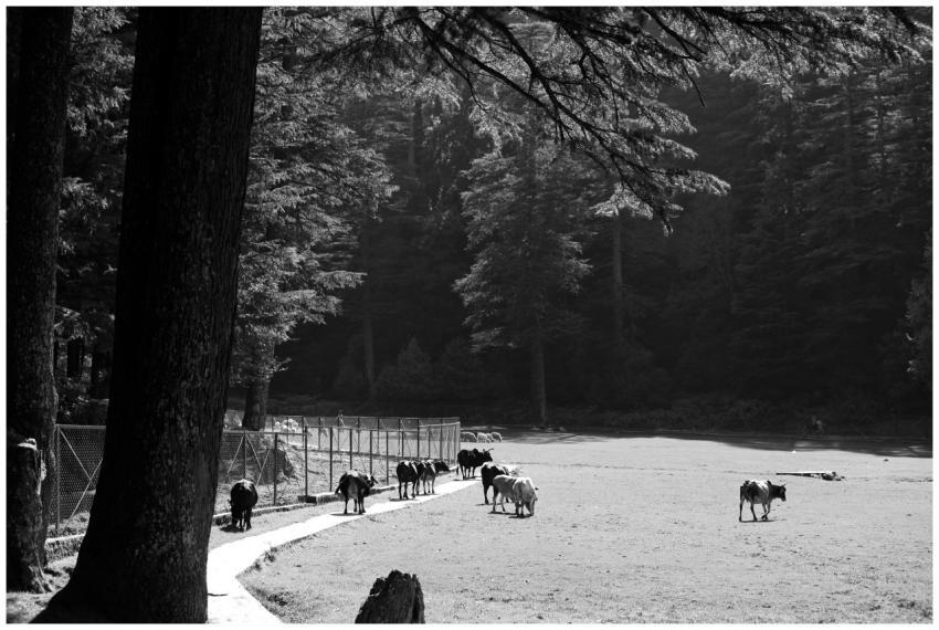 A serene black and white photograph of cows grazin
