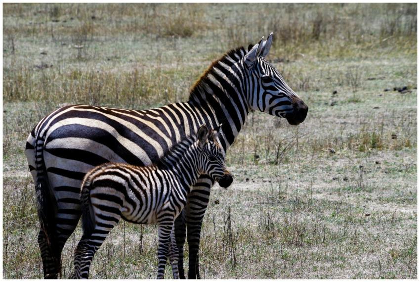 A mother zebra and her baby in the wild grasslands