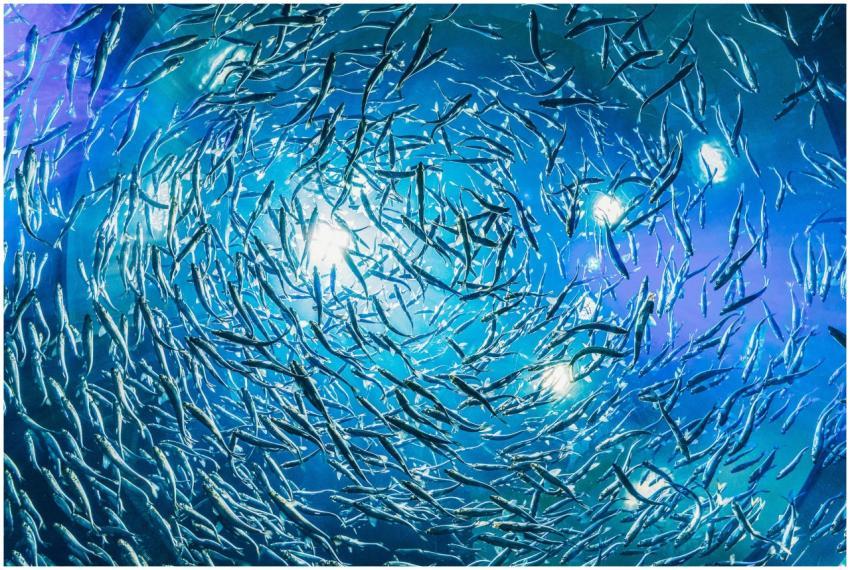 Mesmerizing view of swirling fish school showcasin